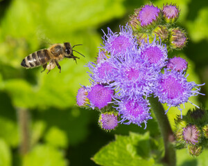 A Hard-Working Bee is Flying  in Search for Its Daily Pollen Portion towards a Purple Flower that is Displaying Incredible Texture and Details