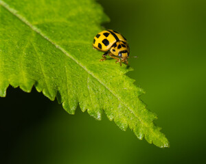 A Yellow Ladybug is Walking on a Vivid Green Leaf with Sharp Edges