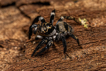 Adult Male jumping spider