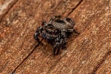 Adult Female jumping spider
