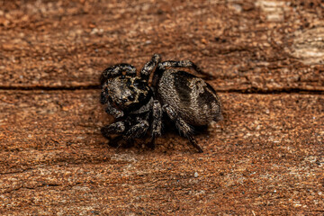 Adult Female jumping spider