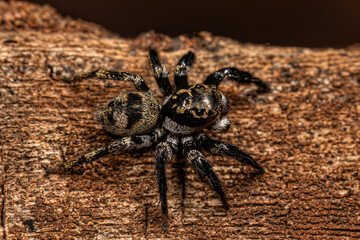 Adult Male jumping spider