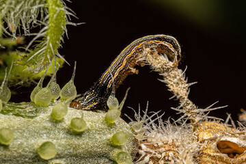 Brown Caterpillar Moth