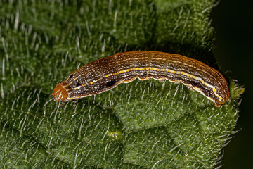 Brown Caterpillar Moth