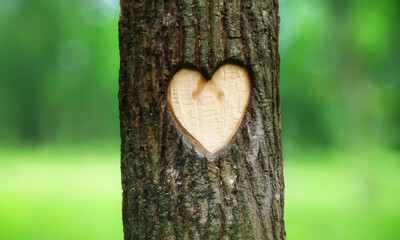 Heart carved into a tree trunk. Love engraved in nature. Love park.