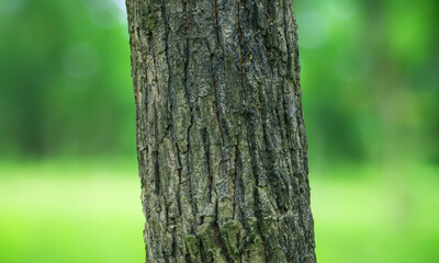 Closeup of a tree trunk with a blurred nature background.
