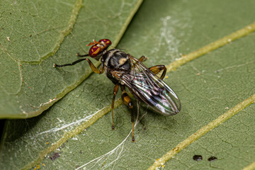 Adult Acalyptrate Fly