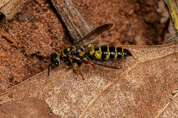 Adult New World Banded Thynnid Wasp