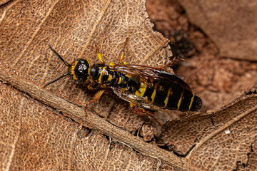 Adult New World Banded Thynnid Wasp