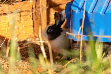 European Rabbit Animal © ViniSouza128