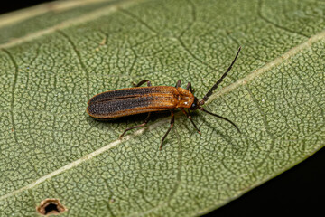 Adult Net-winged Beetle
