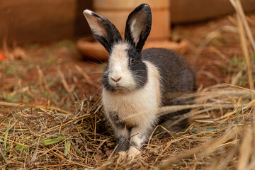 European Rabbit Animal