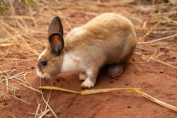 European Rabbit Animal © ViniSouza128