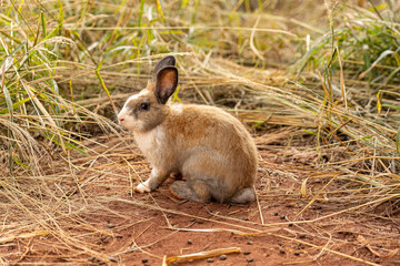 European Rabbit Animal © ViniSouza128