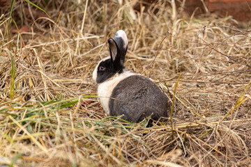 European Rabbit Animal © ViniSouza128