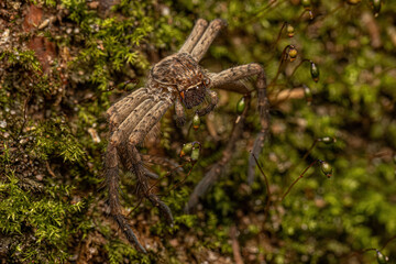 Pantropical Huntsman Spider Molt