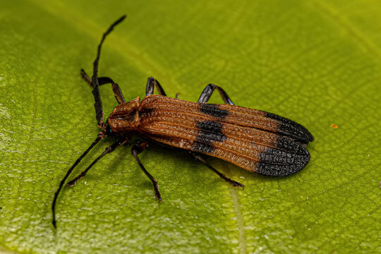 Adult Net-winged Beetle