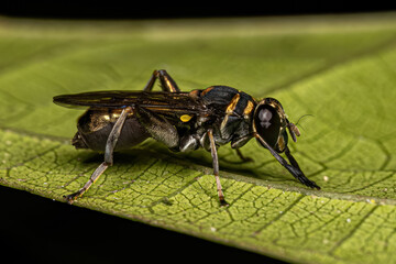 Adult Drone Fly