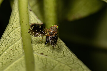 Adult Fruit Fly