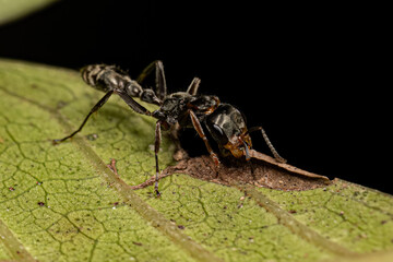 Adult Female Twig Ant