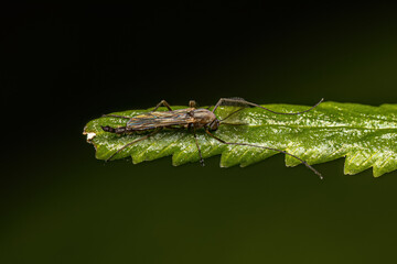 Adult Non-biting Midge
