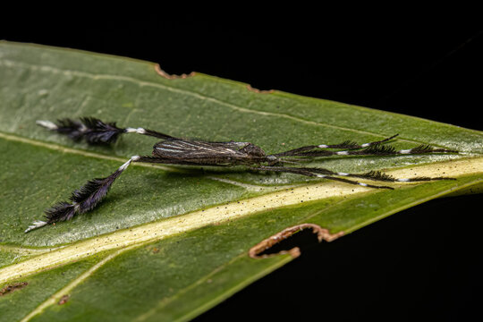 Adult Limoniid Crane Fly