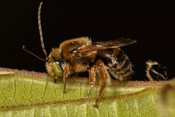 Adult Longhorn Bee