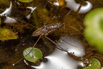 Striped Pond Skater Insect