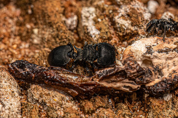 Adult Turtle Ant