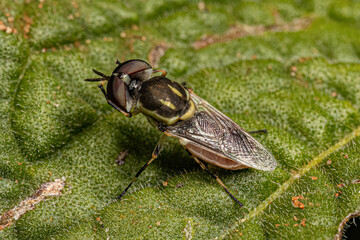 Small Adult Soldier Fly
