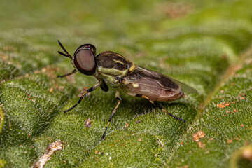 Small Adult Soldier Fly