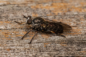 Adult Robber Fly