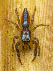 Jumping Spider Animal