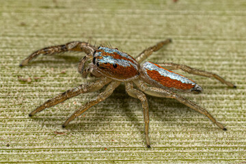Jumping Spider Animal