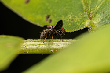 Adult Picture-winged Fly