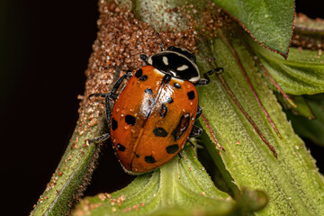 Adult Convergent Lady Beetle