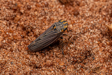 Adult Sharpshooter Insect