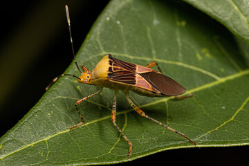 Adult Leaf-footed Bug