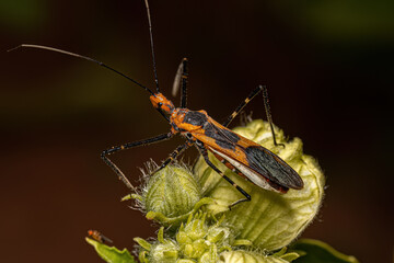 Milkweed Assassin Bug