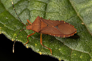 Adult Squash Bug