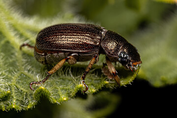 Adult Shining Leaf Chafer Beetle