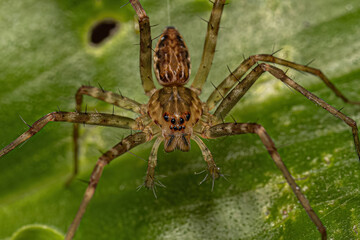 Small Nursery Web Spider