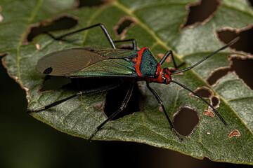 Leaf footed Bug Nymph
