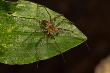 Small Nursery Web Spider