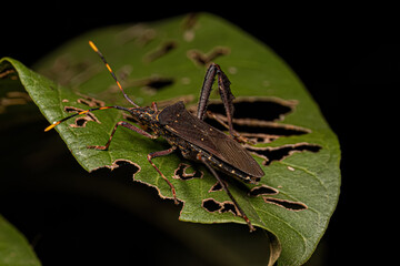 Adult Leaf footed Citron Bug