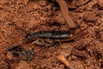 Adult Shore Earwig