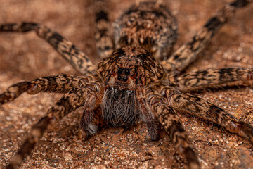 Adult Wandering Spider