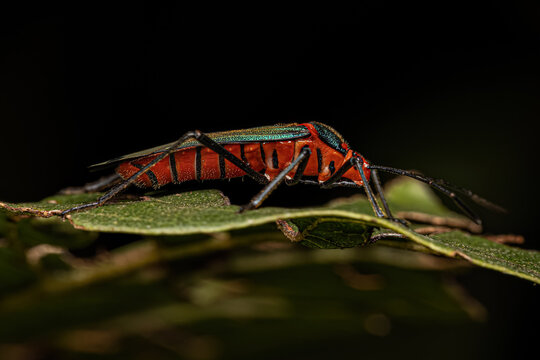 Leaf footed Bug Nymph