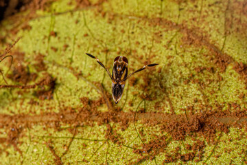 Small Typical Backswimmer Insect