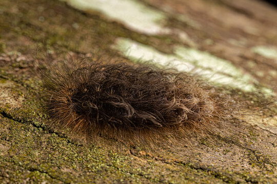 New World Flannel Moth Caterpillar